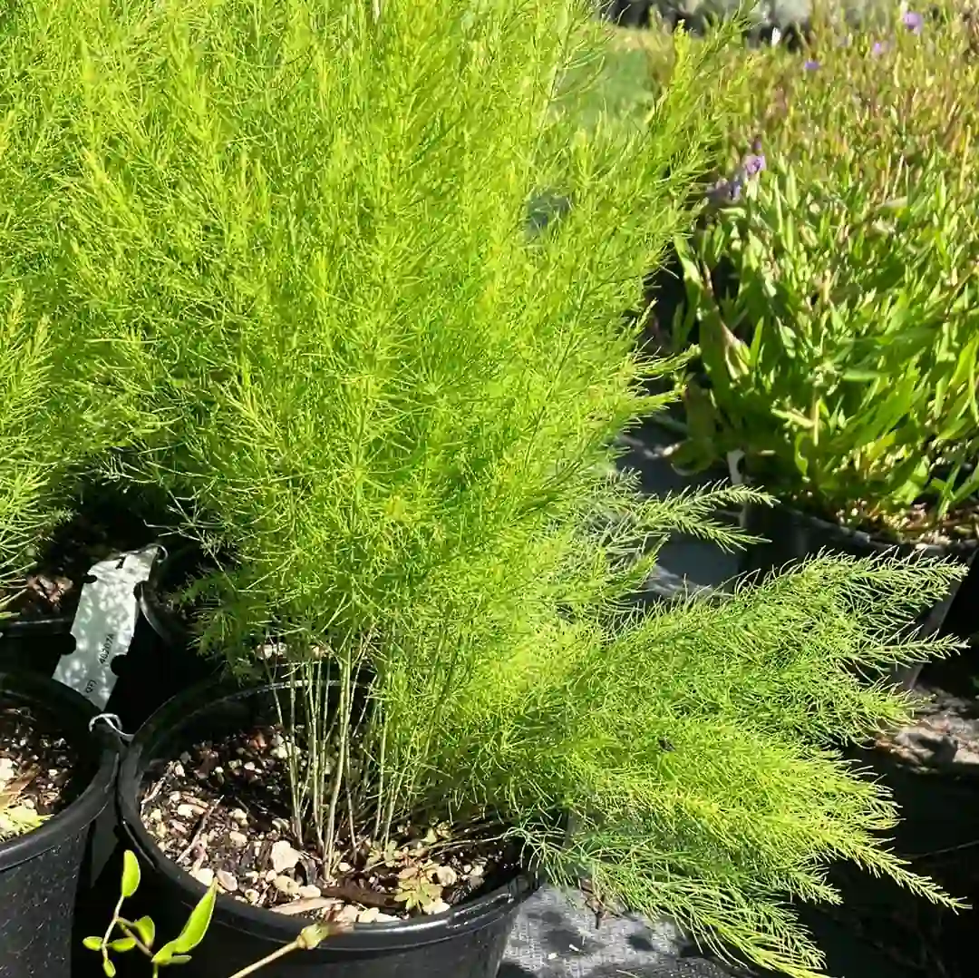 Asparagus Mary Plant